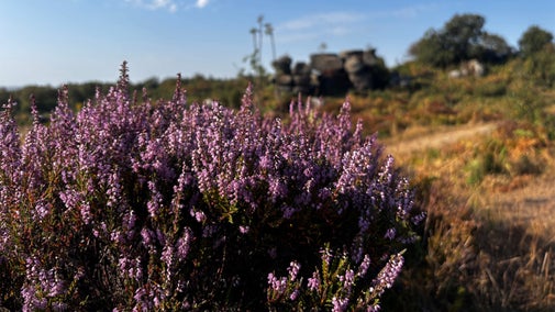Close-up of purple heather in bloom at Brimham Rocks, with the distinctive rock formations blurred in the background under a clear blue sky.